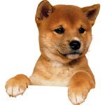 狗