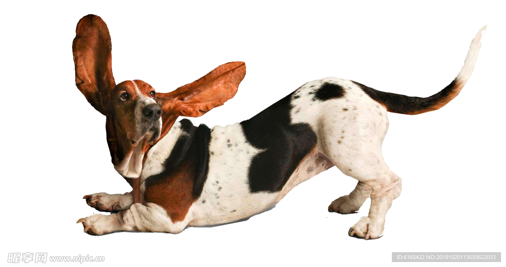 狗