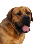 狗