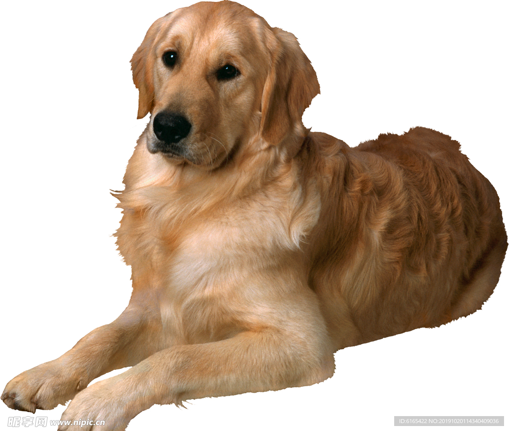 狗