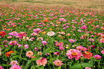 百日菊