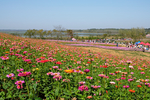 百日菊