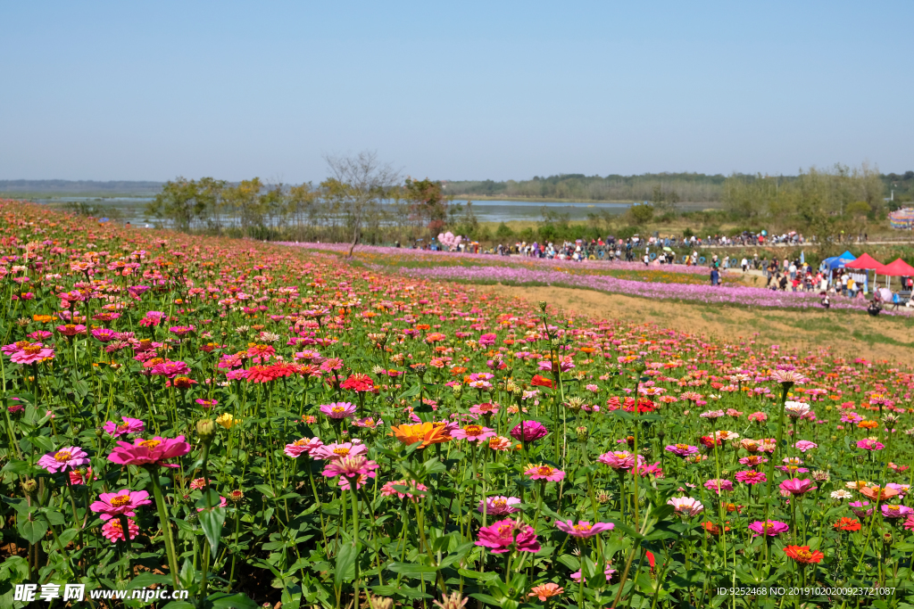 百日菊