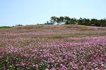 花海