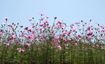 格桑花