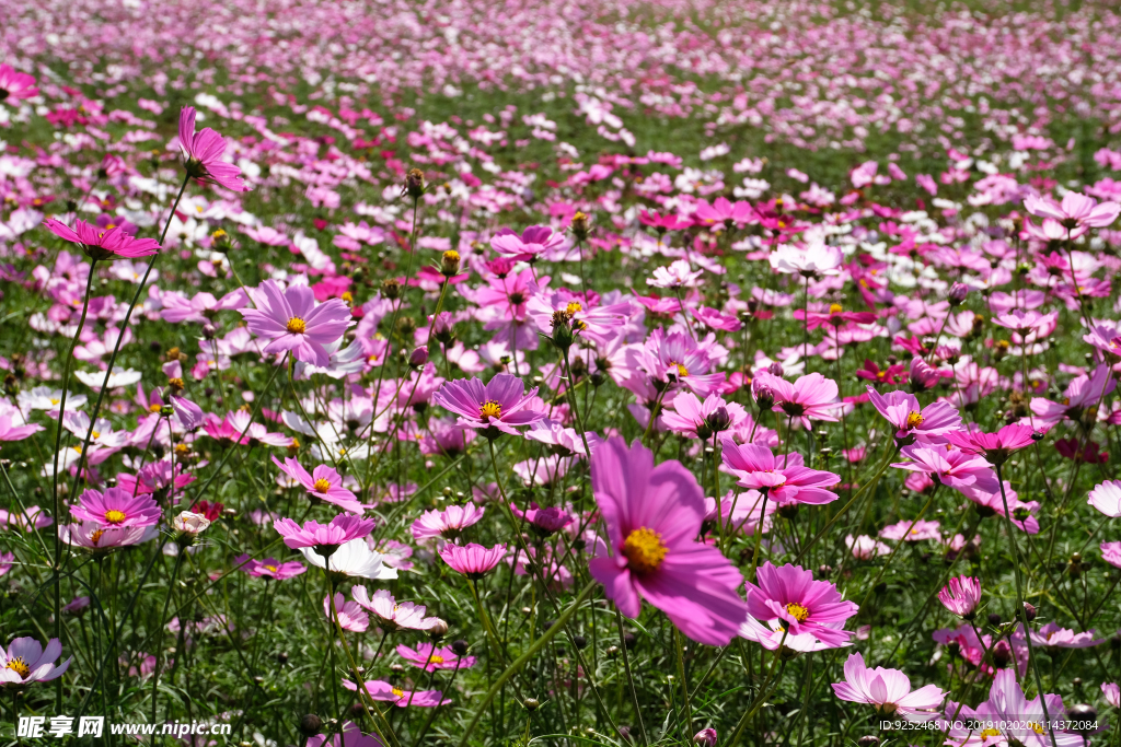 格桑花海