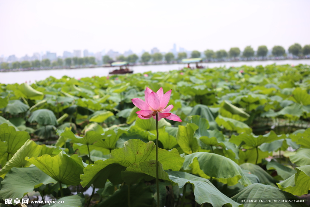 西湖荷花