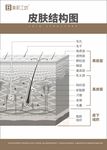 皮肤结构图