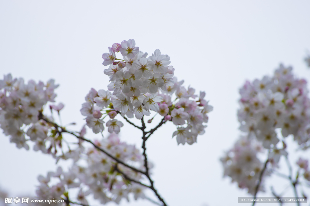 美丽樱花树樱花花瓣高清摄影