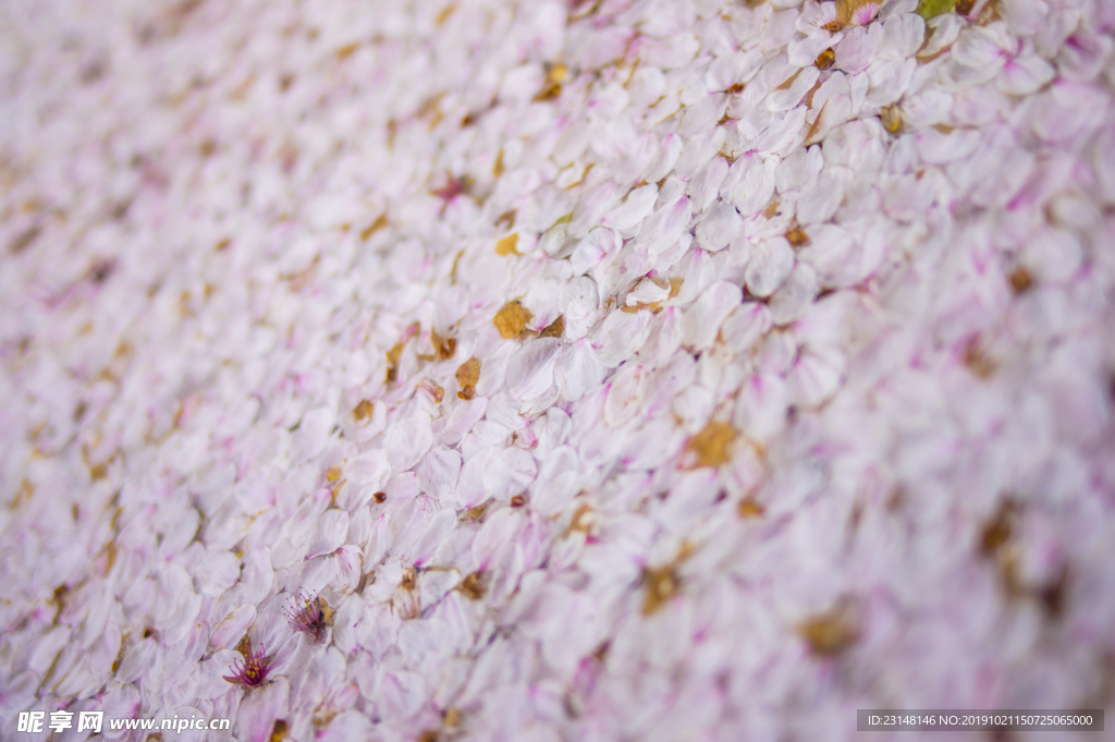 美丽樱花树樱花花瓣高清摄影