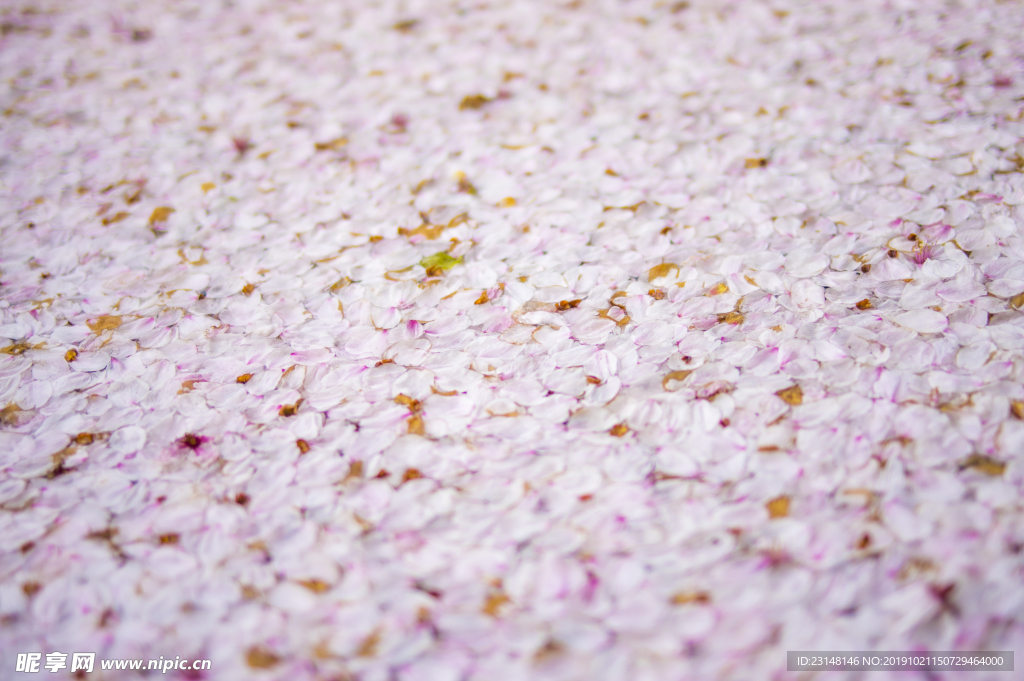 美丽樱花树樱花花瓣高清摄影