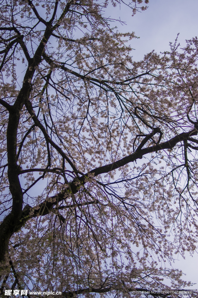美丽樱花树樱花花瓣高清摄影