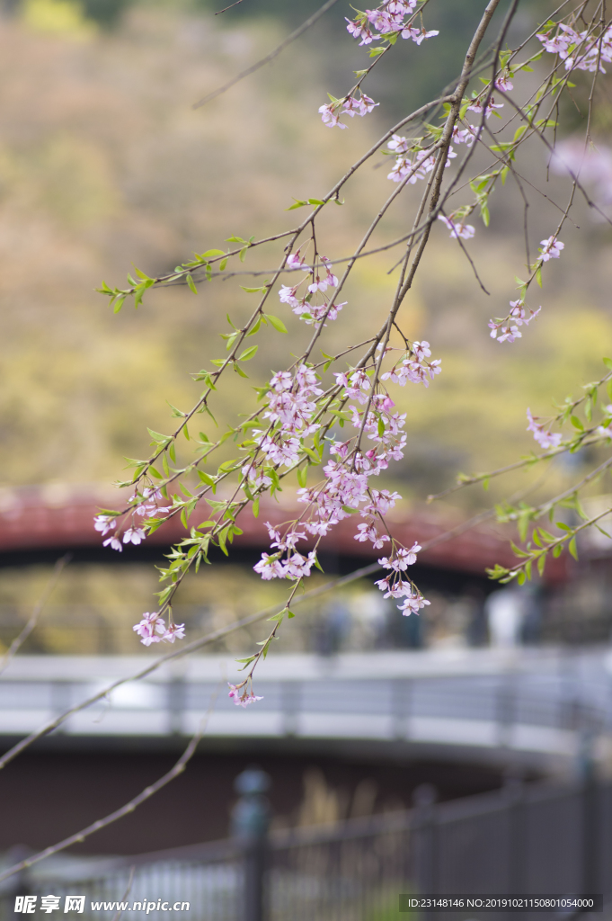 美丽樱花树樱花花瓣高清摄影