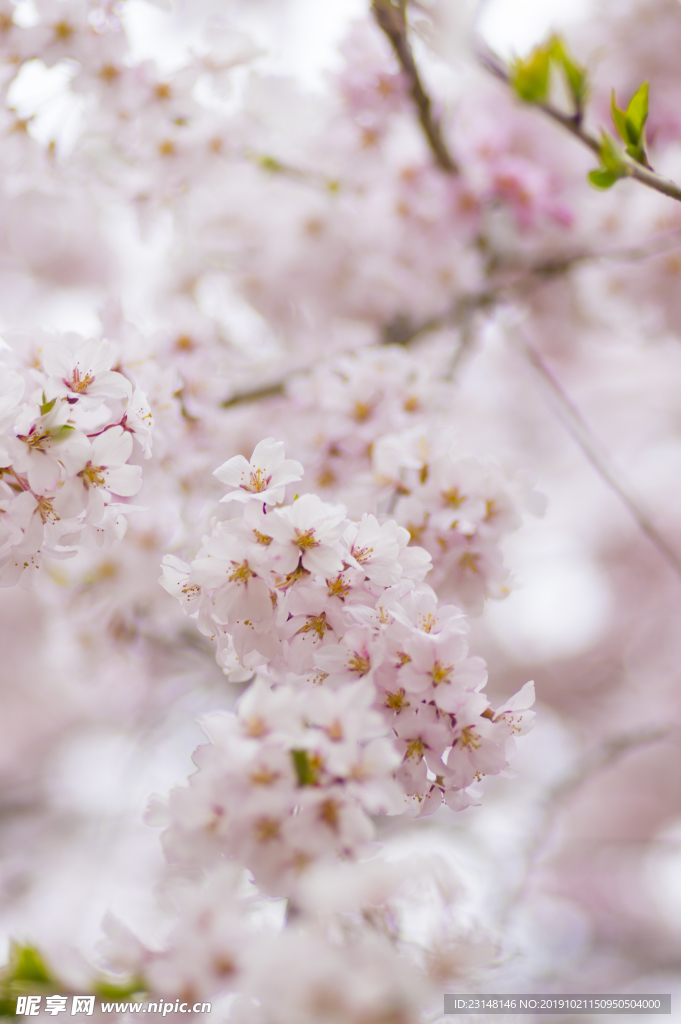 美丽樱花树樱花花瓣高清摄影