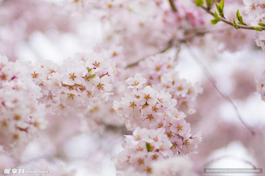 美丽樱花树樱花花瓣高清摄影