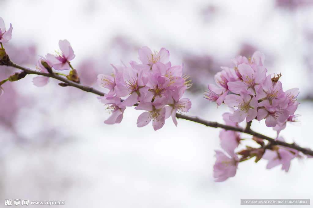 美丽樱花树樱花花瓣高清摄影