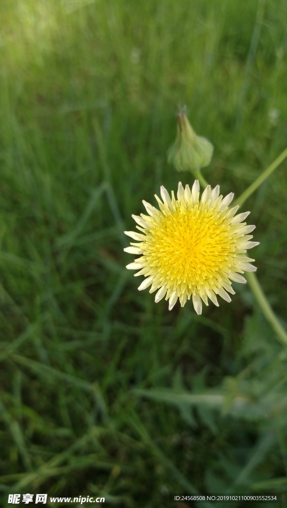 野菊花