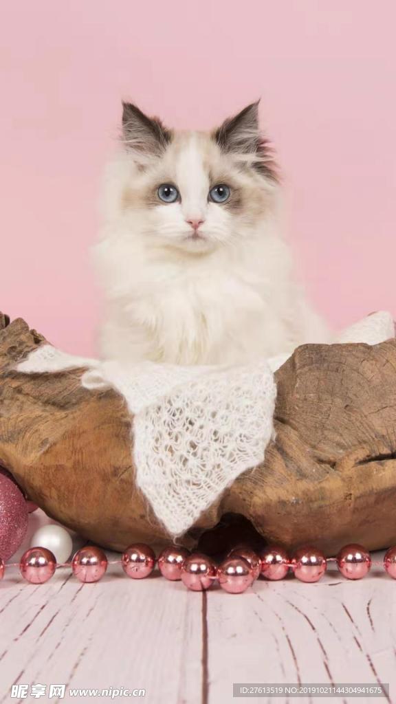 漂亮的小猫图片