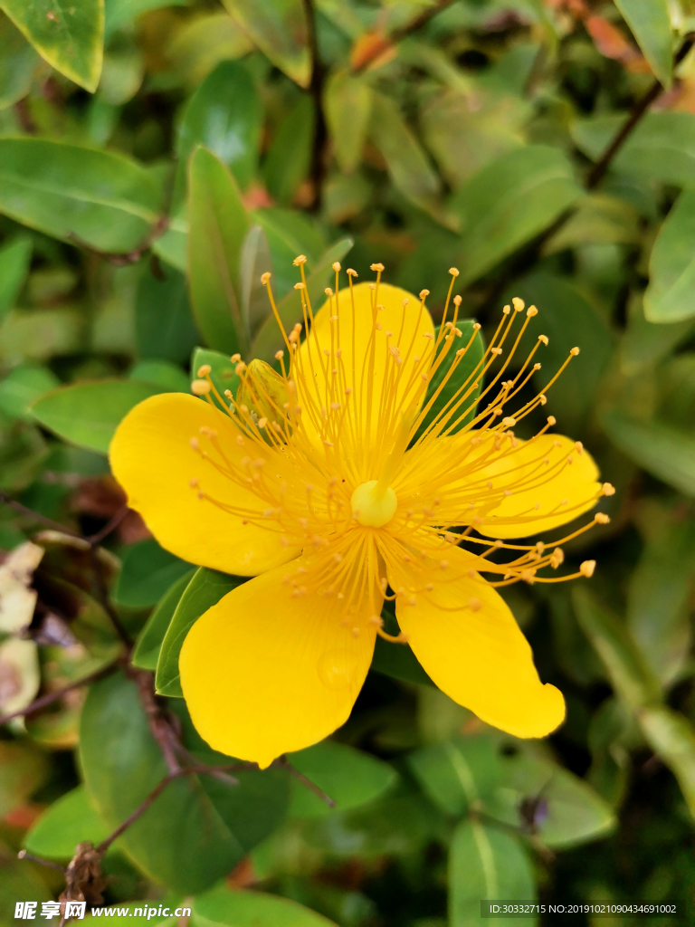 黄花