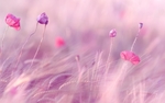 花朵背景图