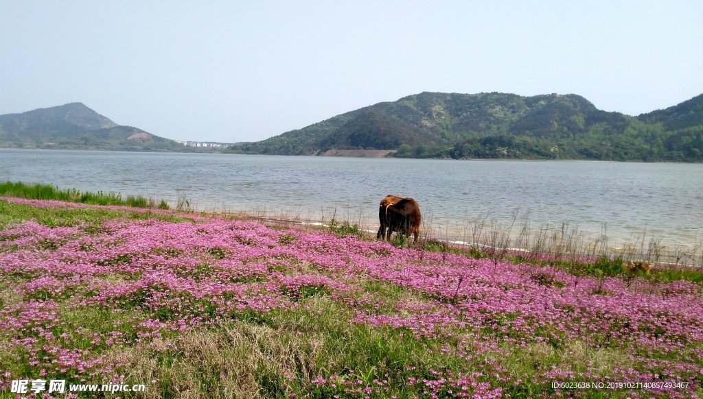 鄱阳湖花海上放牛