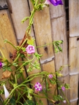 牵牛花