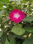 牵牛花
