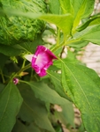 牵牛花