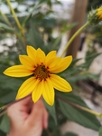 菊芋