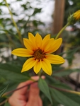 菊芋