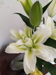 百合花