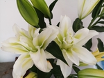 百合花