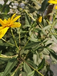 菊芋