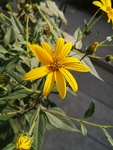 菊芋