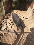 黑猪