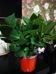 绣球