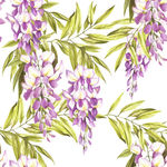 手绘槐花