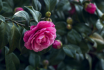茶花