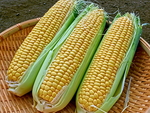高清玉米