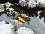鲤鱼