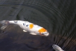 鲤鱼