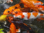 鲤鱼