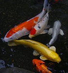 鲤鱼