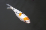 鲤鱼