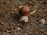 蜗牛