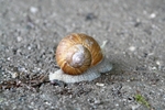 蜗牛