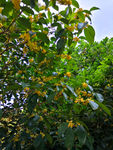 桂花