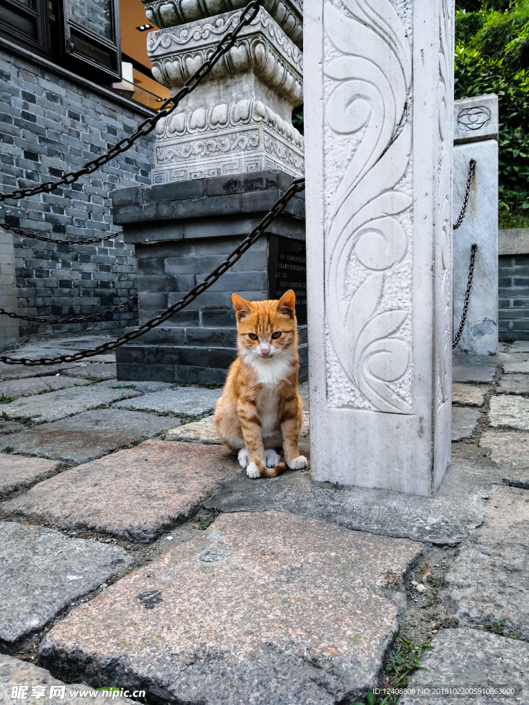 小猫