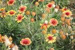 秋季花草