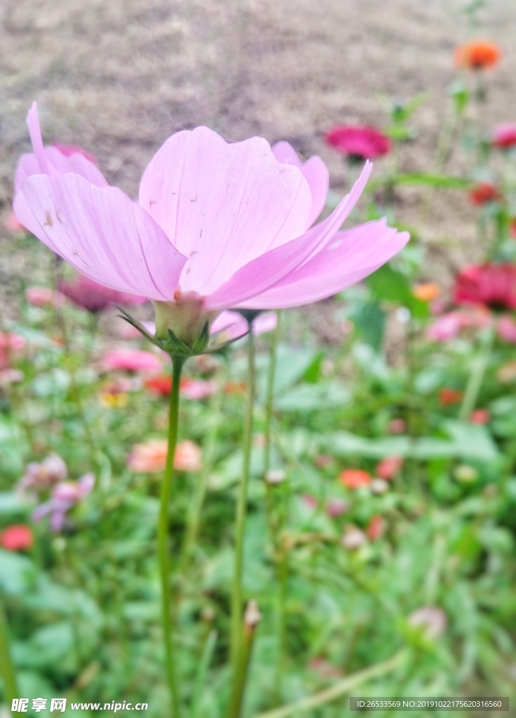 秋英 大波斯菊 波斯菊 秋樱